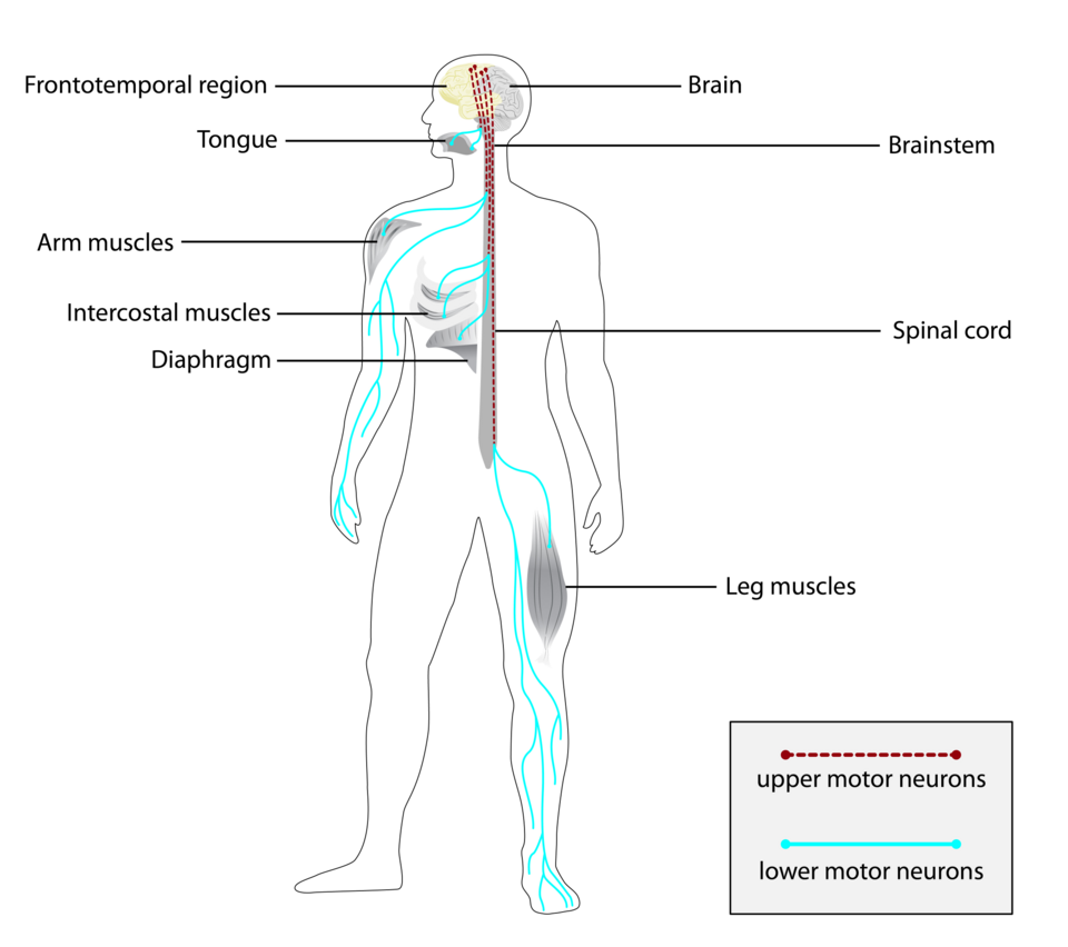 ALS illustration