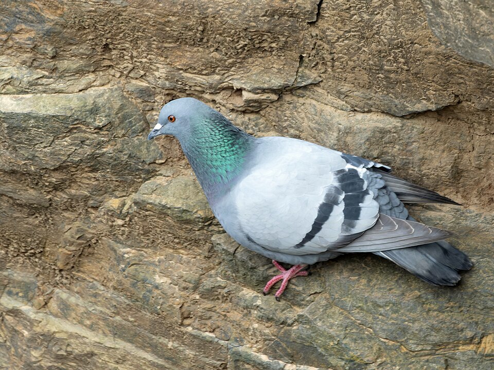 Common Pigeon illustration