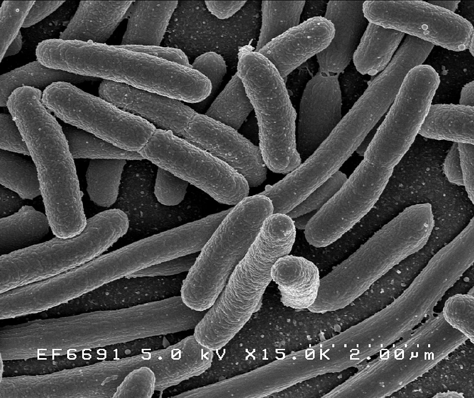Life Sciences illustration