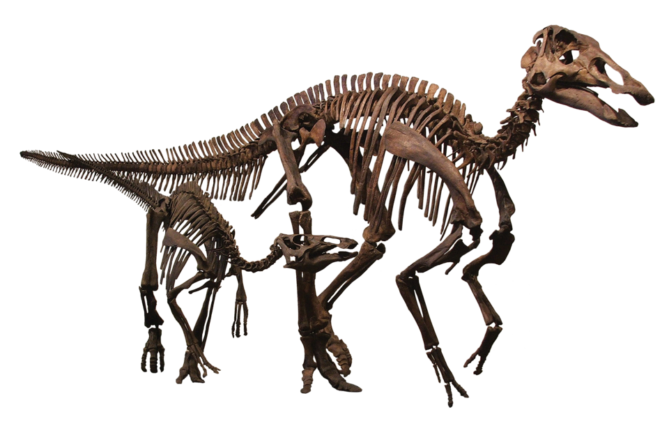 Edmontosaurus illustration