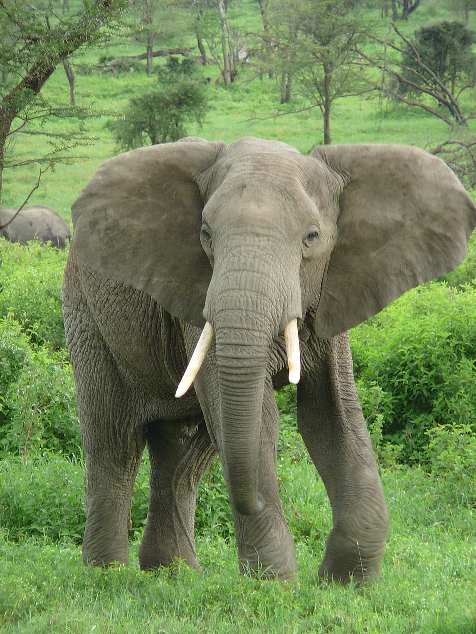 Megafauna görseli