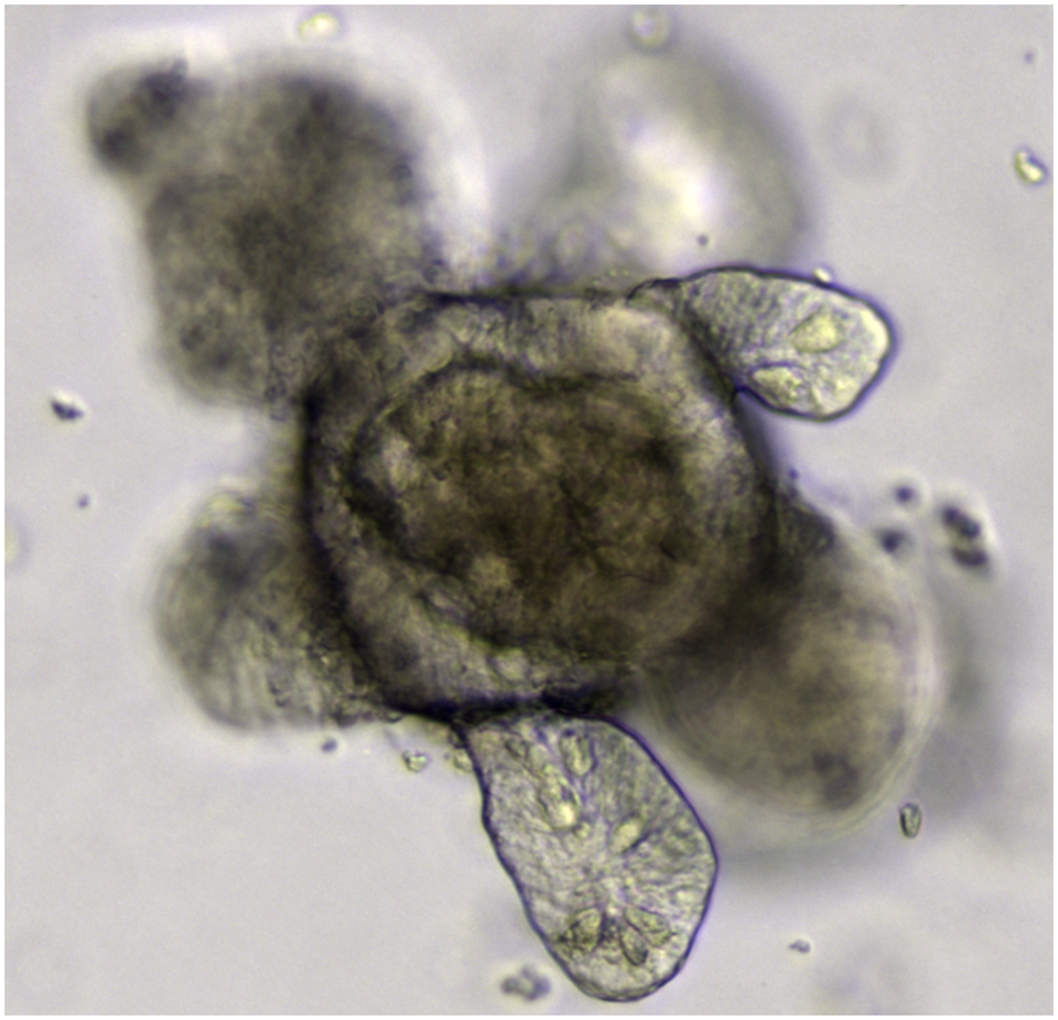 Organoid illustration