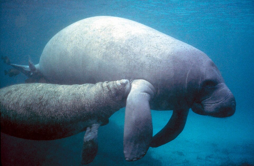 West Indian manatee illustration