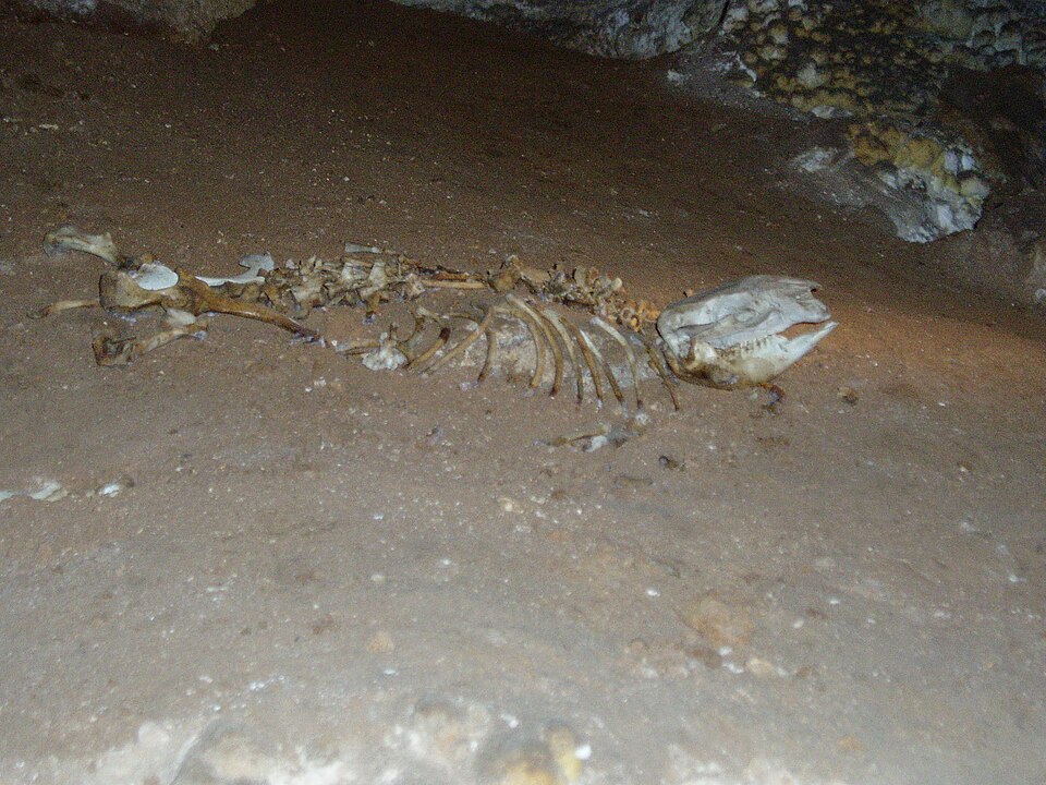 Tafonomi görseli