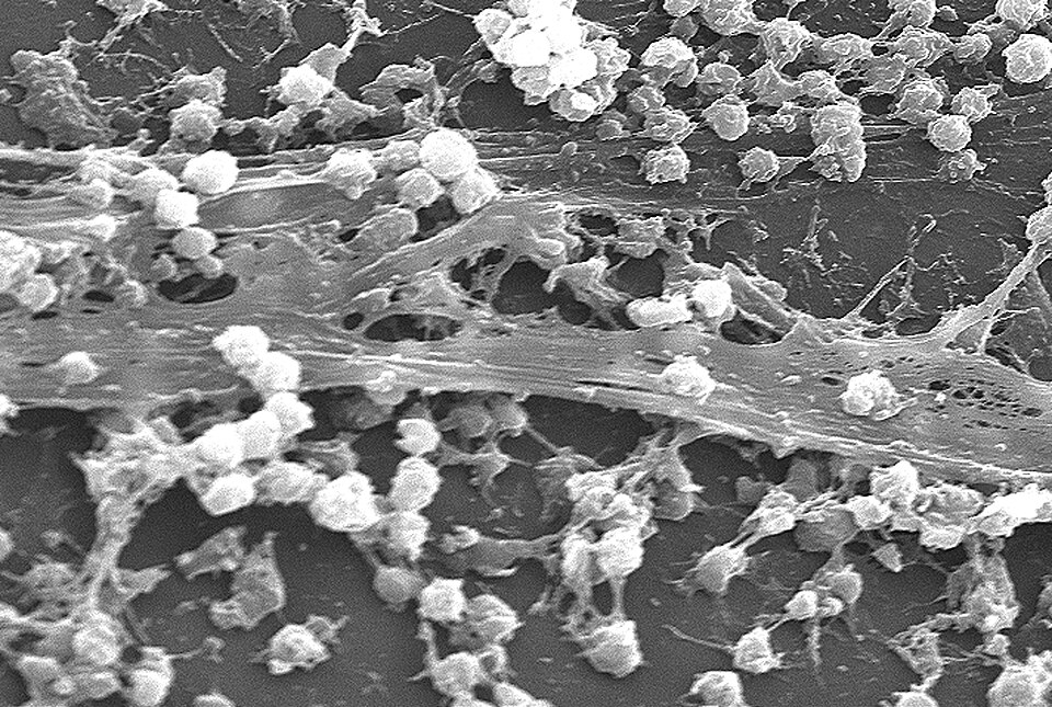 Biofilms illustration