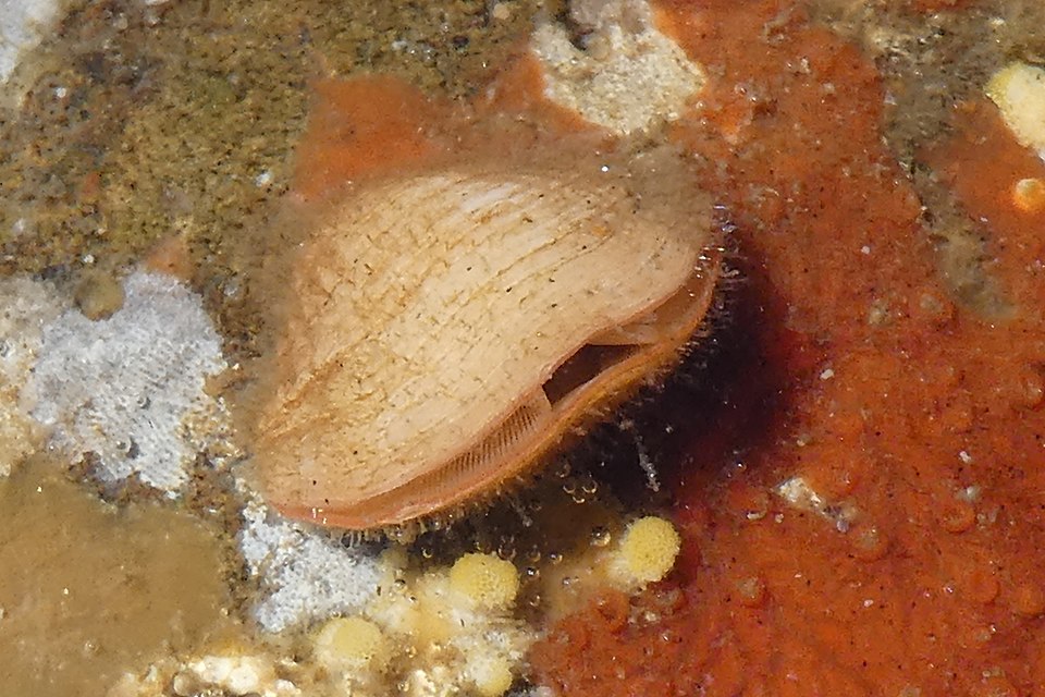 Brakiyopodlar illustration