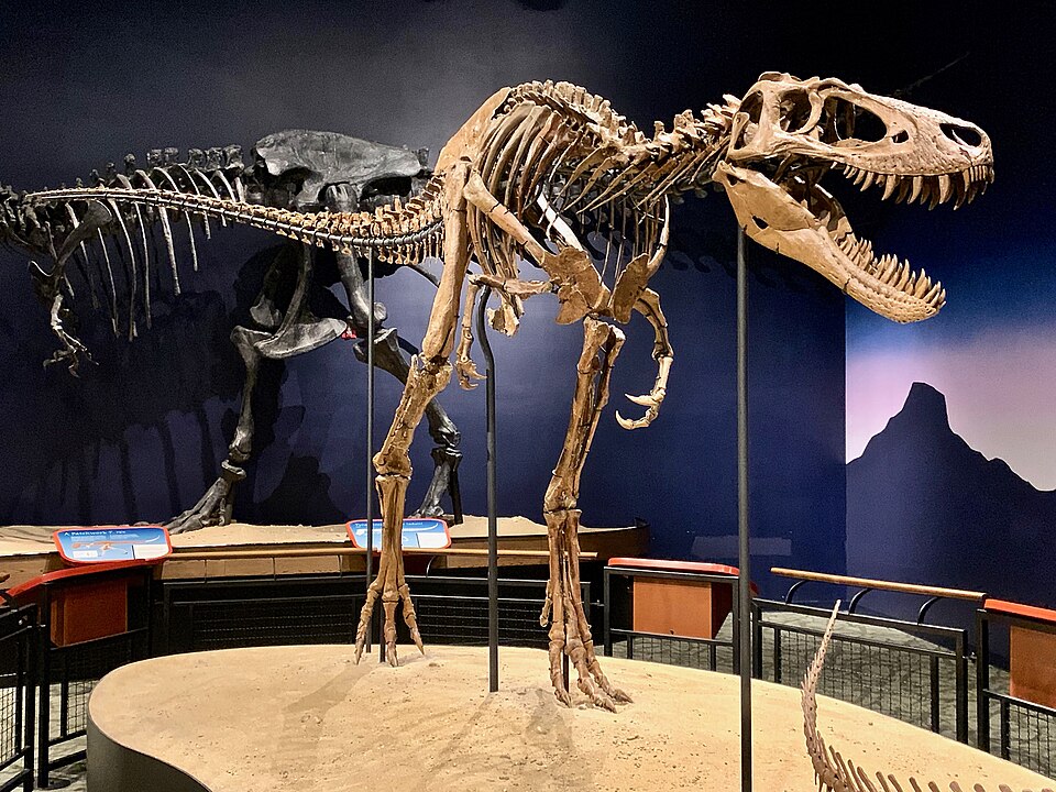 Nanotyrannus illustration
