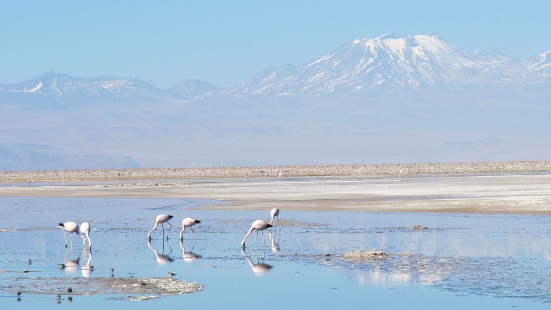 Atacama Çölü’nde su kıtlığına çözüm mü: “Sis hasadı” umut mu?
