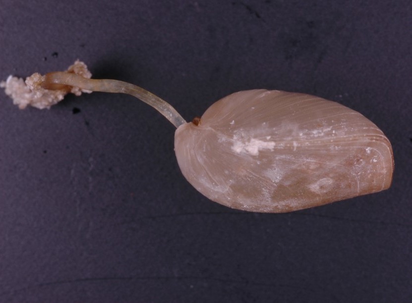 Abyssothyris wyvillei (Davidson, 1878).Abyssothyris wyvillei (Davidson, 1878) with a long ‘wick-l...