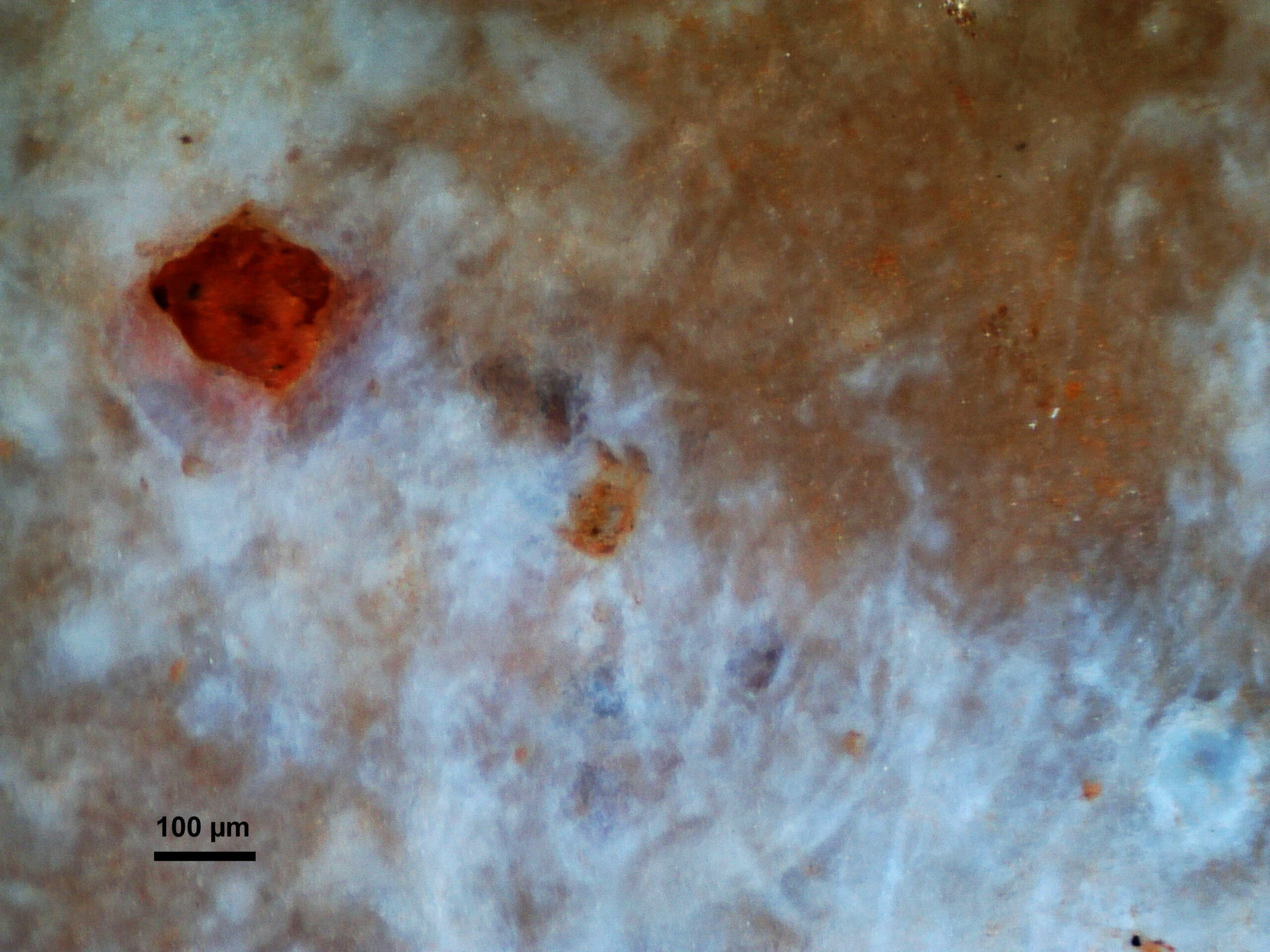 Image of a biofilm from the Urgonian carbonate platform of Provence. Filaments are probable cyano...