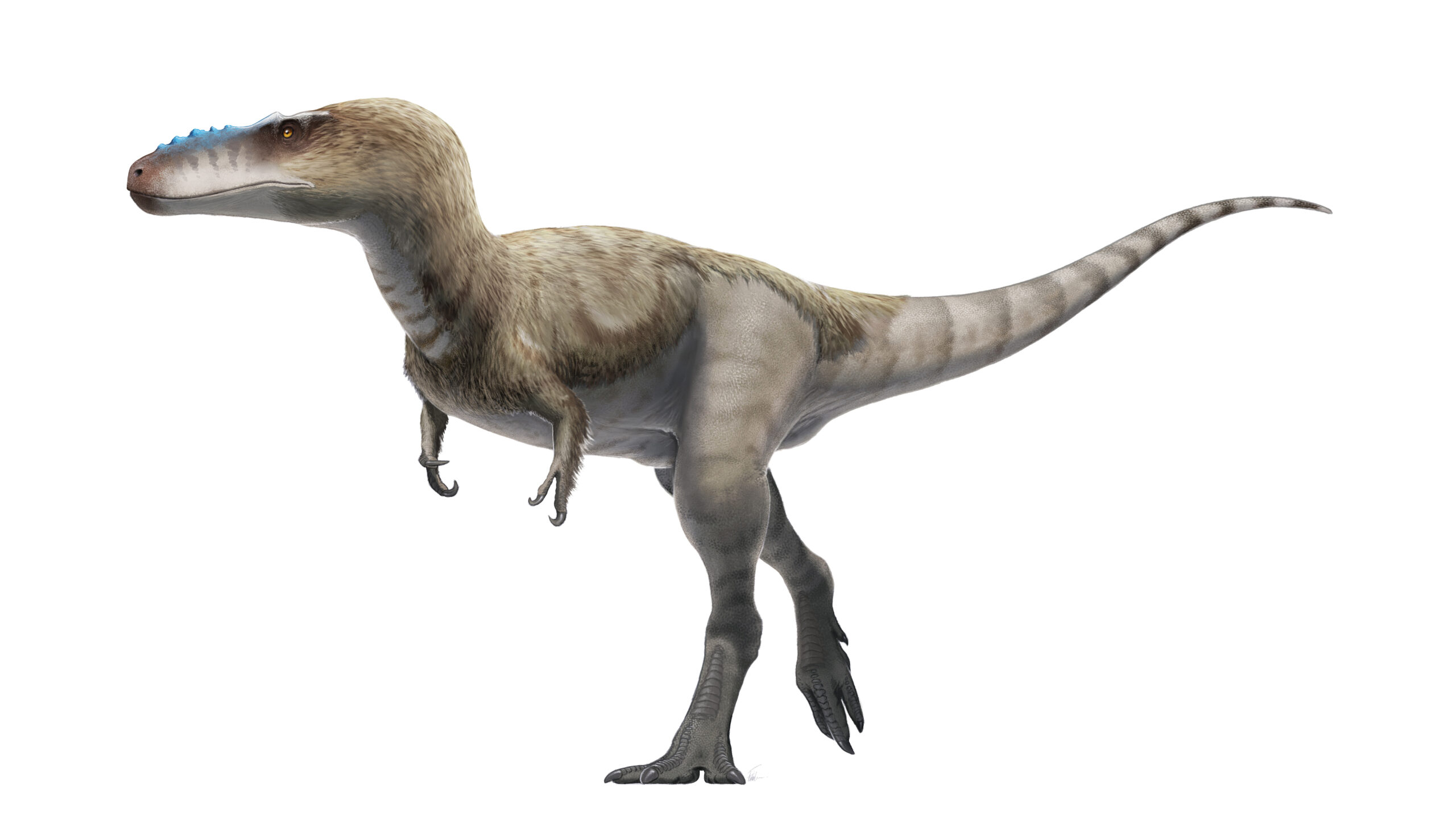 Alioramus remotus life restoration. Based on File:Alioramus_skeletal_steveoc.png; see sources the...