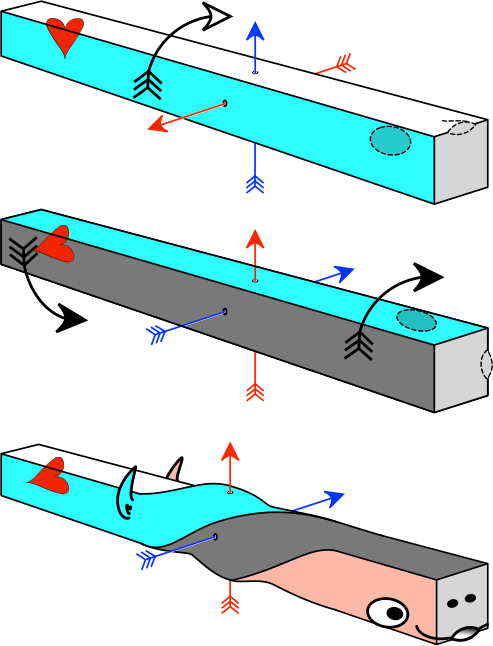 1. The embryo turns on its left side. 2. The anterior head region develops further in the same di...