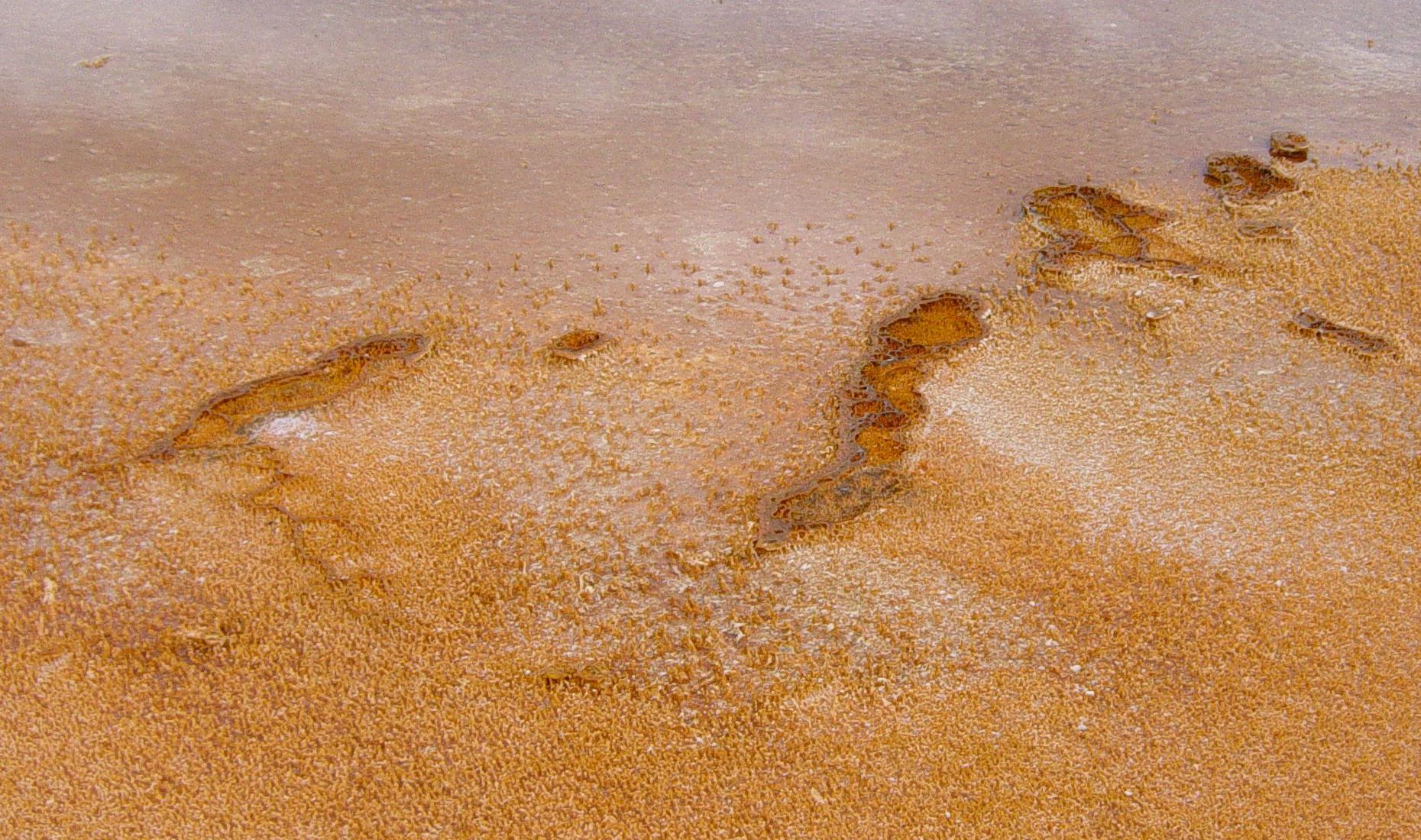 Photo taken in the Yellowstone area.