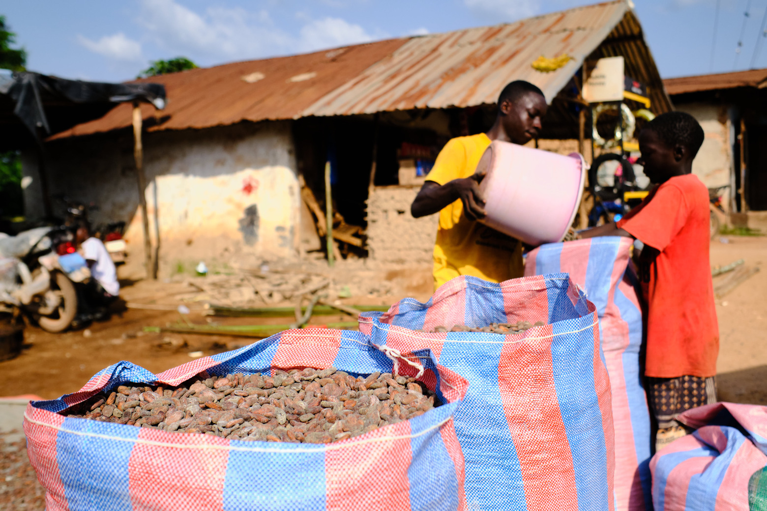Liberia’nın çikolata üretim bölgesindeki ormanlar hızla yok oluyor.