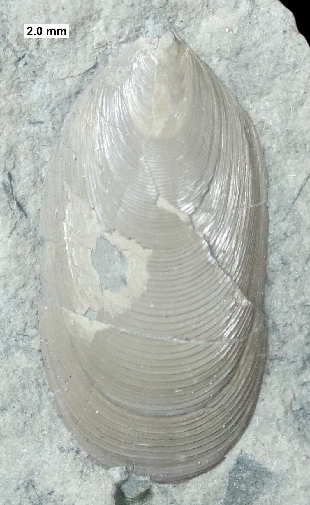 The lingulid brachiopod Barroisella; Middle Devonian; Milwaukee Formation; Milwaukee County, Wisc...