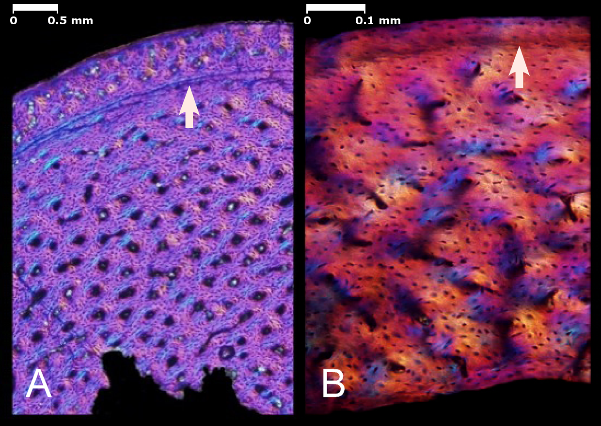 Long bone histology of a non-avialan dinosaur and a Mesozoic bird viewed with polarized microscop...