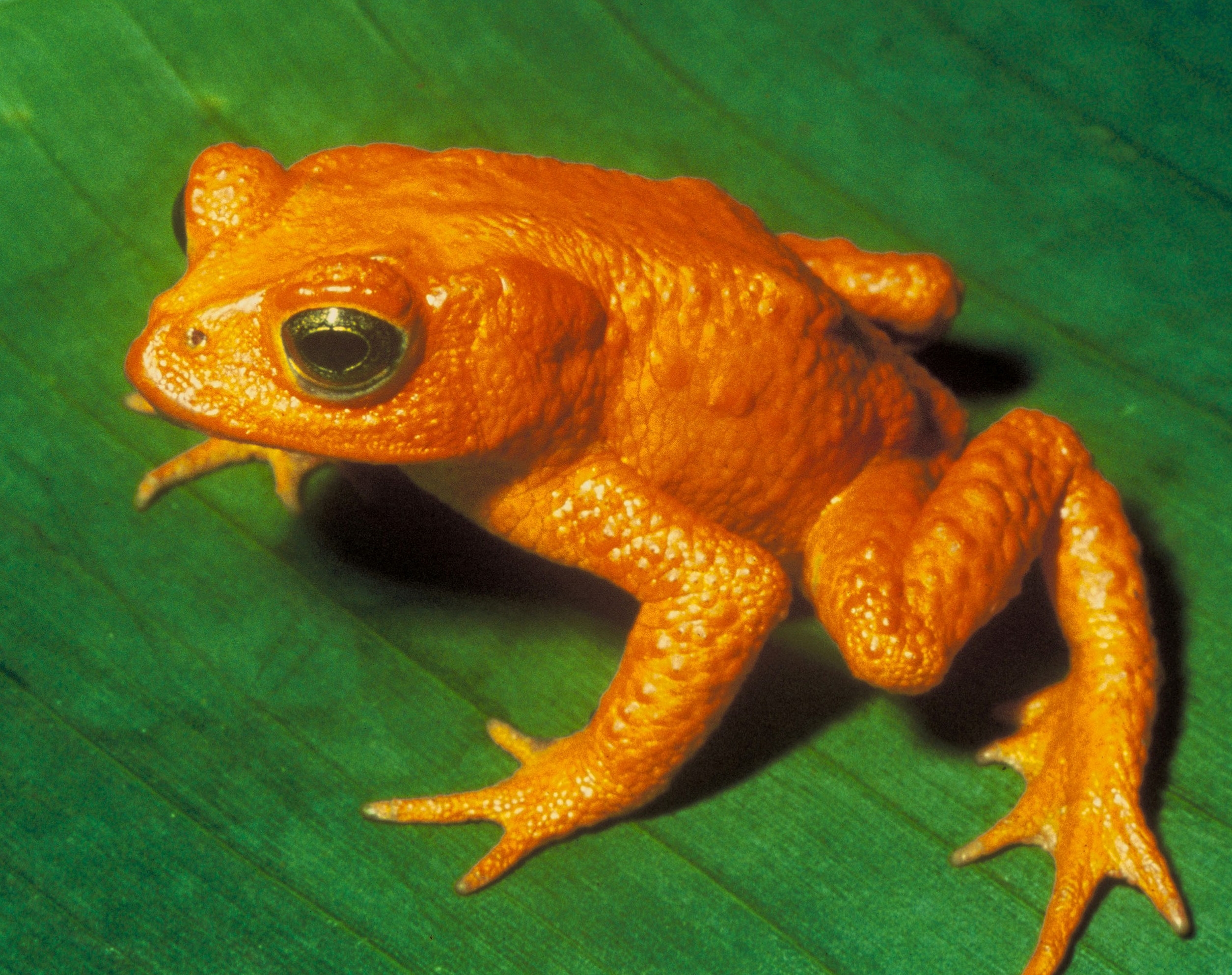 Description: Golden toad (Bufo periglenes) †.