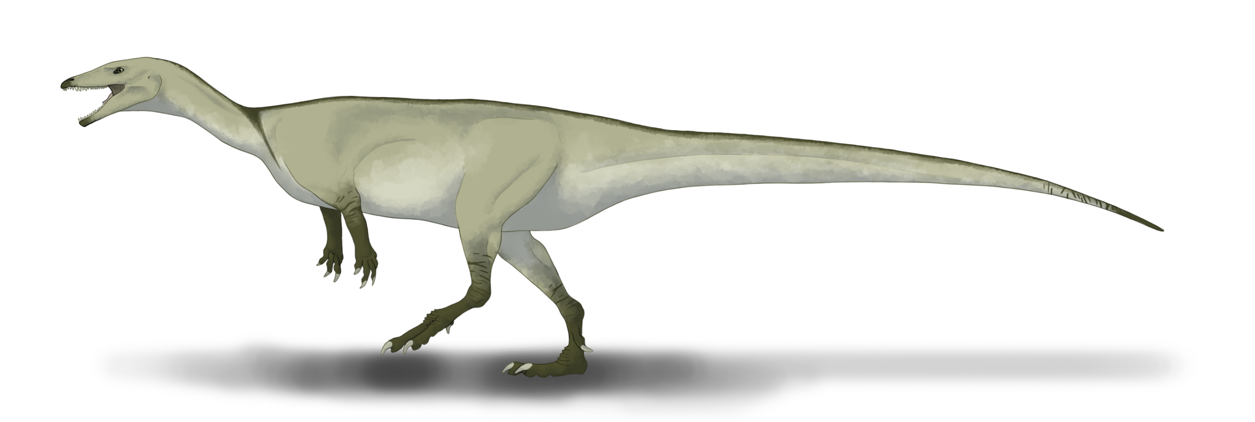 A restoration of Buriolestes schultzi based on skeletal casts, diagrams, and fossil specimens.