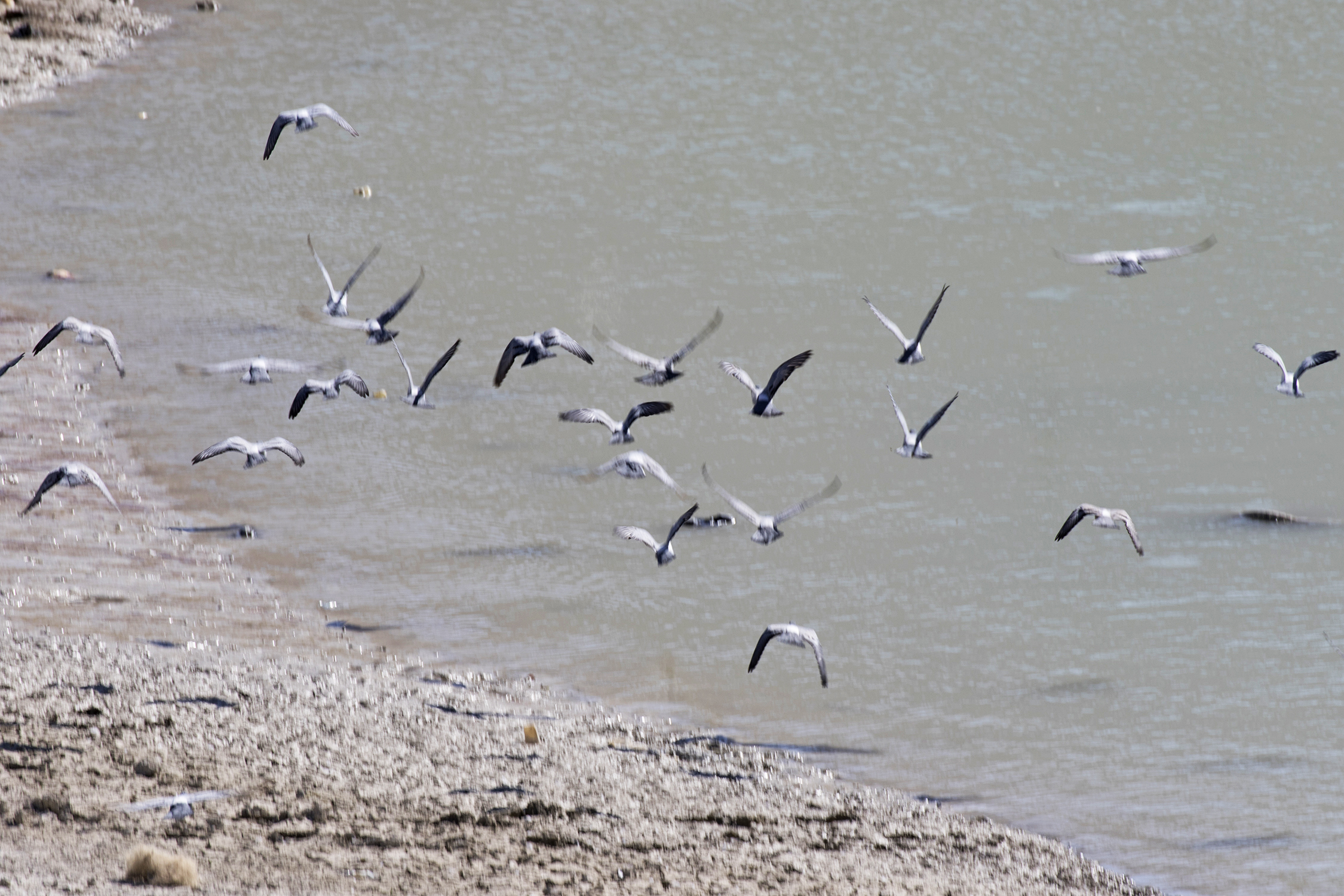 Rock Dove (Columba livia) in Turgut Özal Nature Park in Malatya, Turkey.