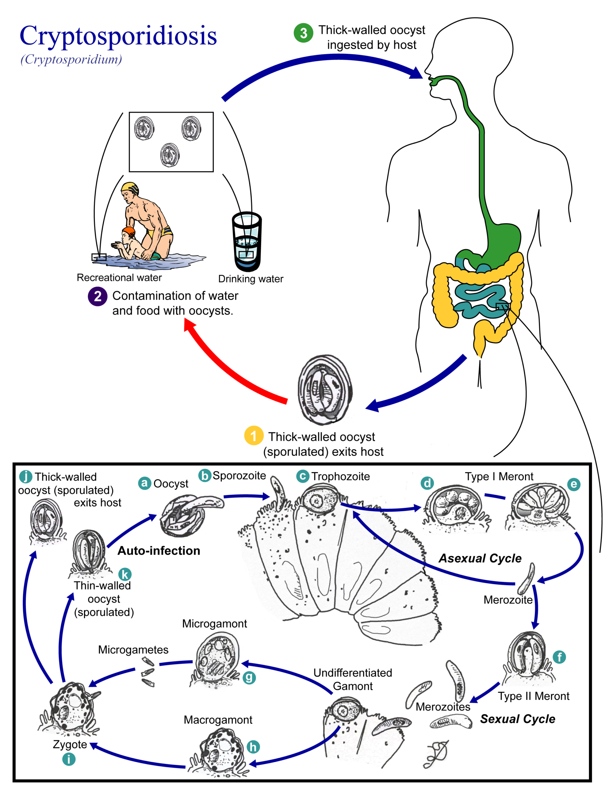 Life cycle of Cryptosporidium spp., the causative agents of Cryptosporidiosis.