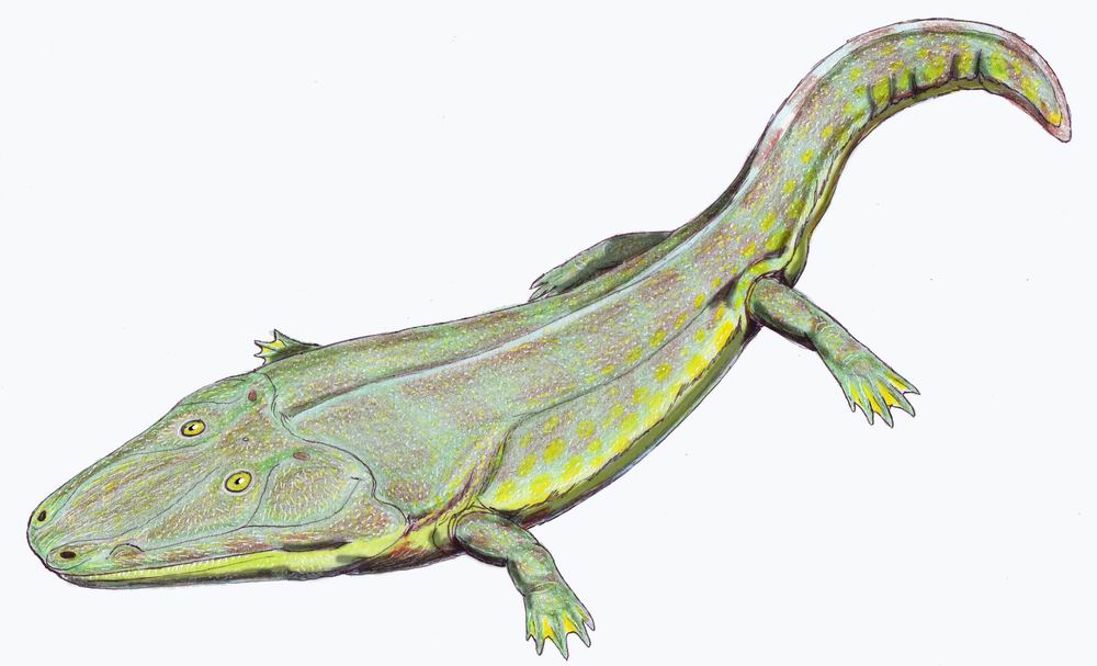 Cyclotosaurus reconstruction