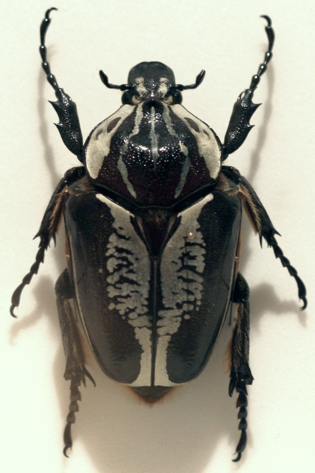 Goliathus regius