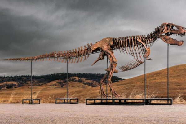 Sotheby’s’ın devasa T-rex müzayedesi, paranın ve popülerliğin bilimi gölgelemesi tartışmalarını alevlendirdi.