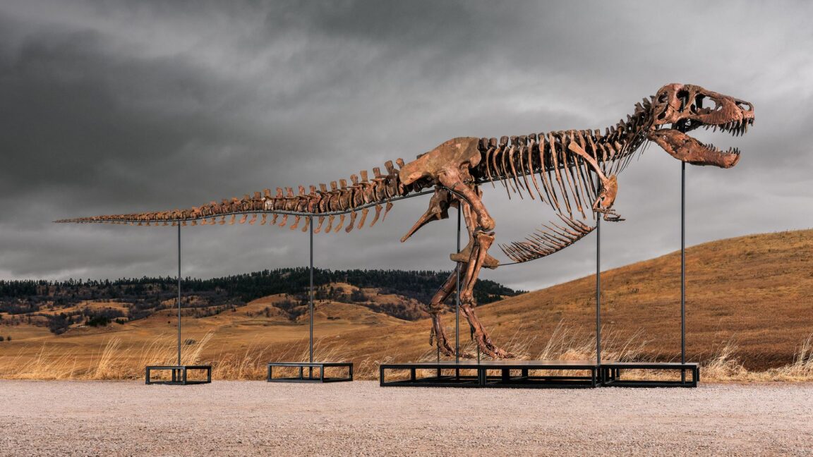 Sotheby’s’ın devasa T-rex müzayedesi, paranın ve popülerliğin bilimi gölgelemesi tartışmalarını alevlendirdi.