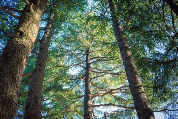 Himalaya ormanları, beklenmedik yöntemlerle karbonu depoluyor.