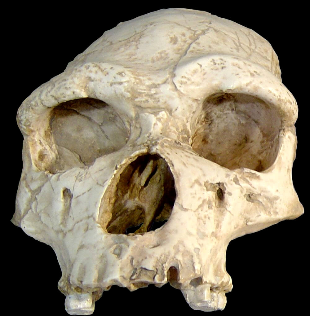 Tautavel Man (Homo heilderbergensis / Preneandertal) from 450 kya Arago Cave, France