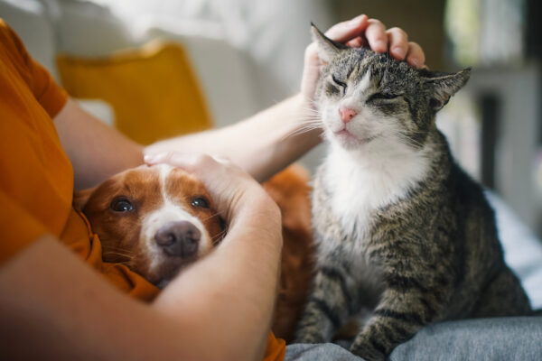 Stres altındayken kedi okşamak sizi daha kötü hissettirebilir.
