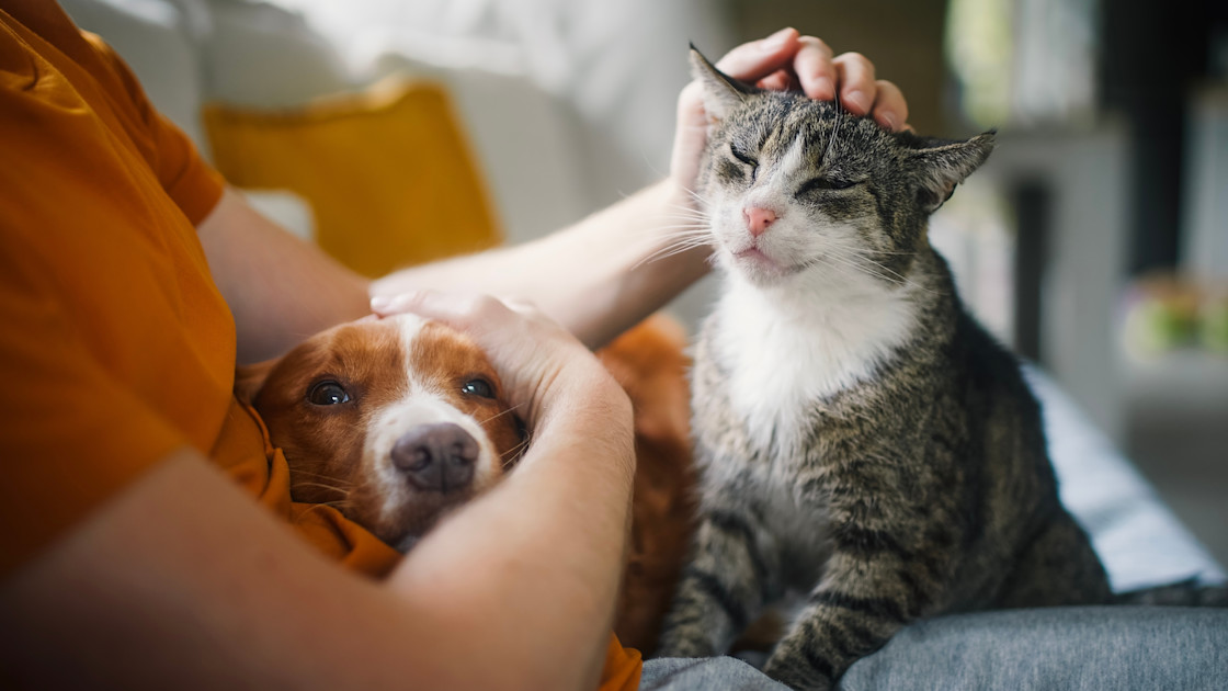 Stres altındayken kedi okşamak sizi daha kötü hissettirebilir.