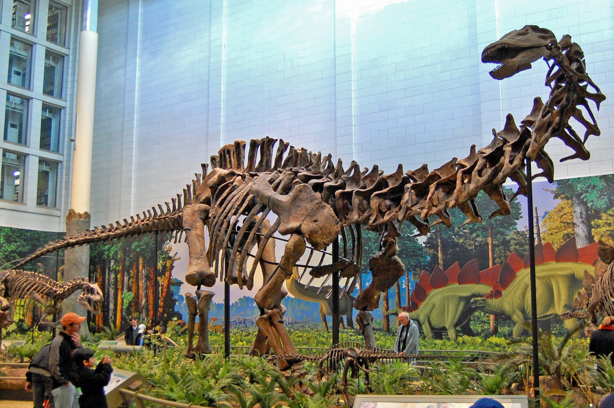 Apatosaurus louisae, Carnegie Museum.