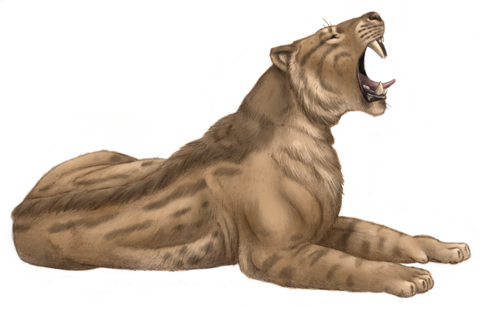 Machairodus from Cerro de Batallones, Middle Miocene, Spain.