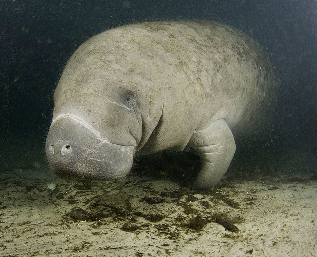 manatee from Crystal River (Florida)
