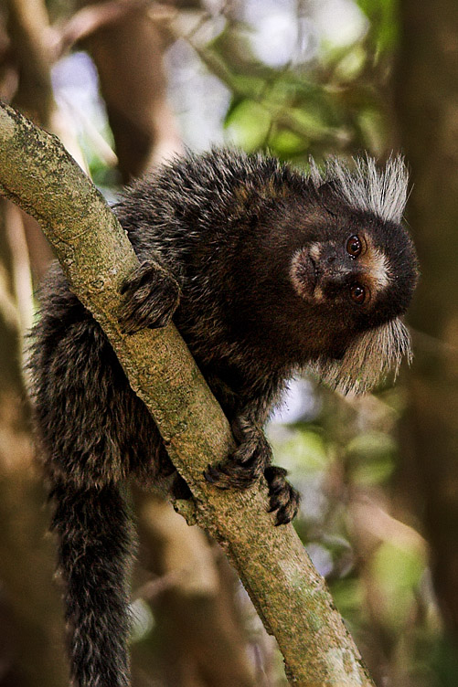 Marmoset görseli