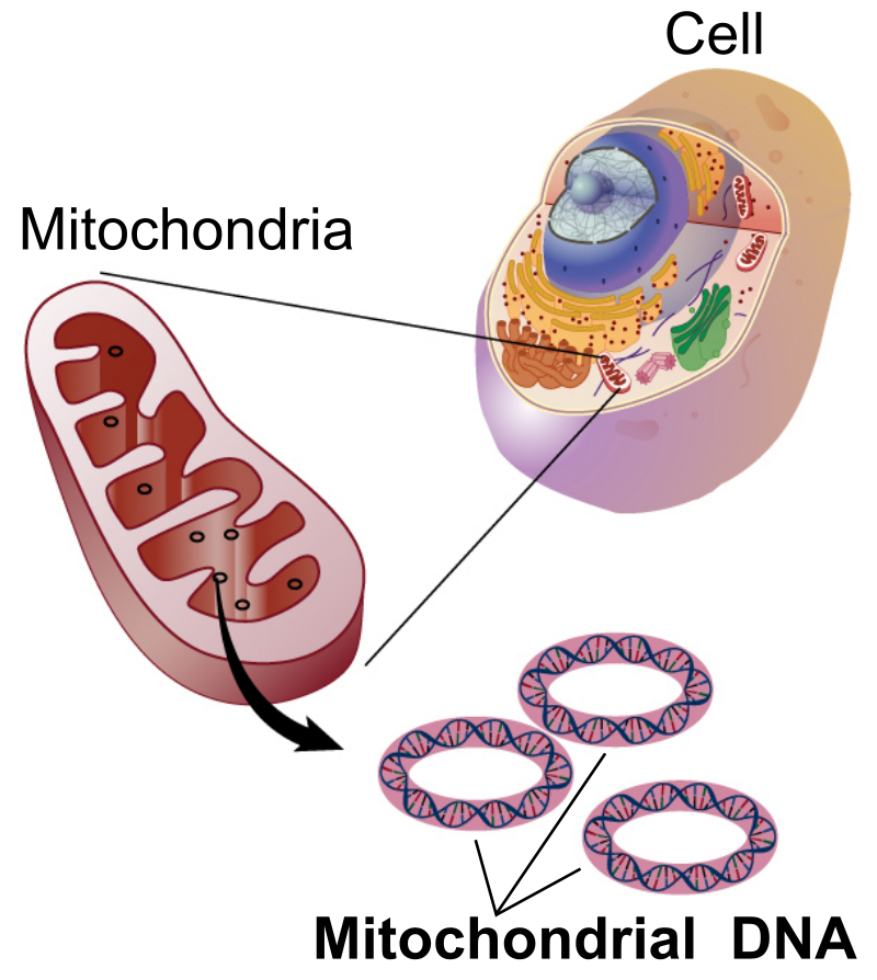 Mitokondriyal DNA görseli