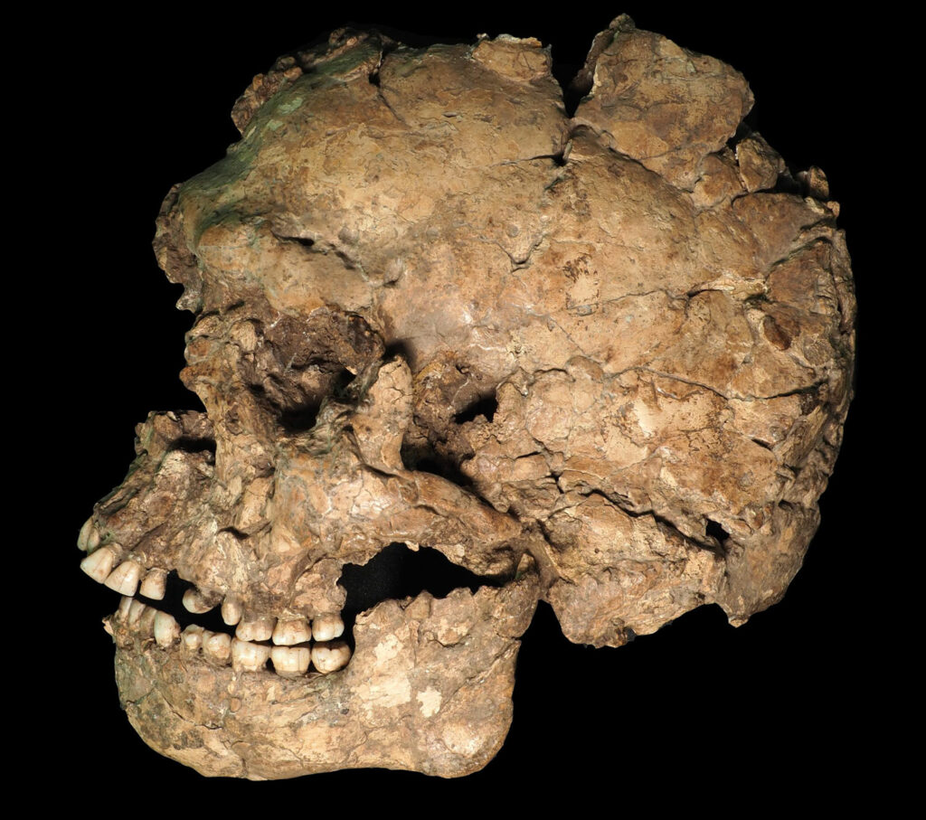Skull and mandible of Qafzeh 25