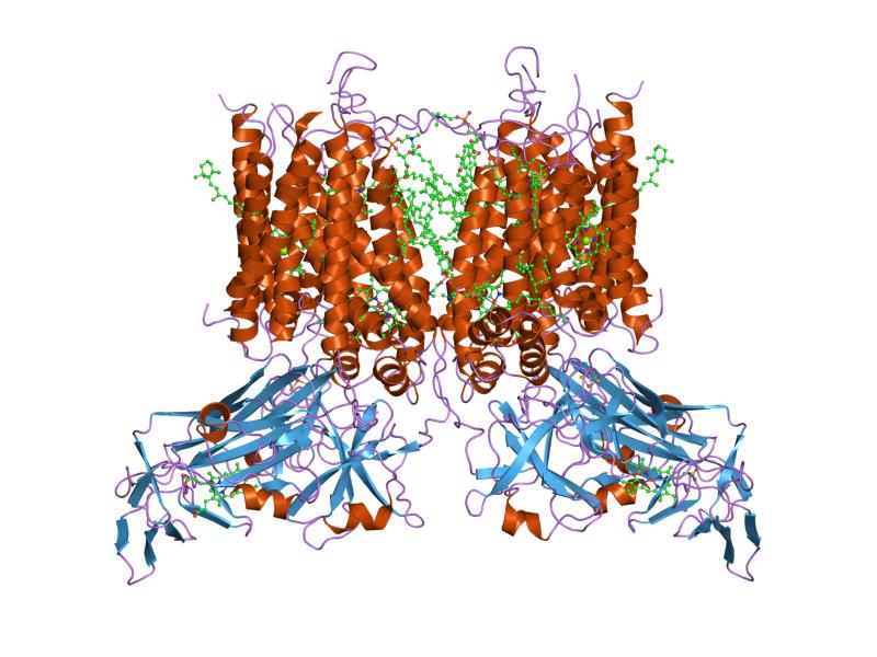 Cartoon representation of the molecular structure of protein registered with 1vf5 code.
