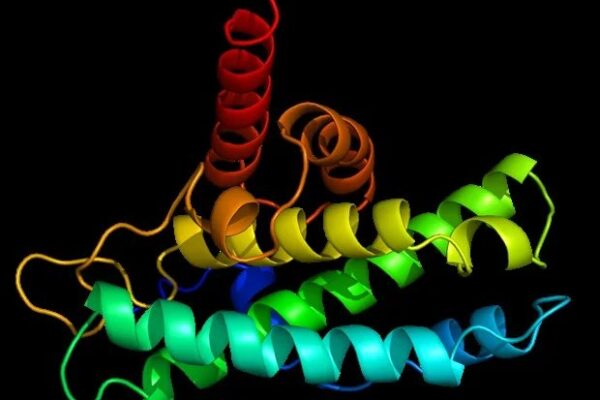 Protein yapısının sırrı çözüldü: Hücreler, moleküler motorları nasıl çalıştırıyor?