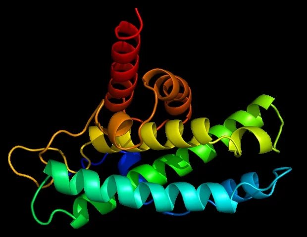 Protein yapısının sırrı çözüldü: Hücreler, moleküler motorları nasıl çalıştırıyor?