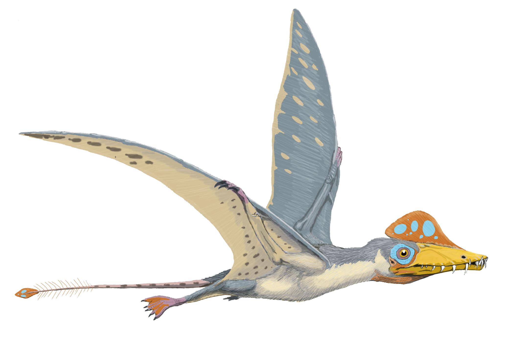 Scaphognathus