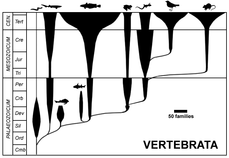 Evolution of Vertebrate from the Cambrium to the present at a class level as a traditional spindl...
