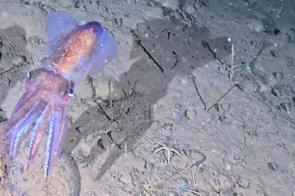 Şaşırtıcı bir şekilde, bu sevimli deniz canlısı -1.6 derecede yaşamını sürdürüyor ve yavrularına bakıyor.