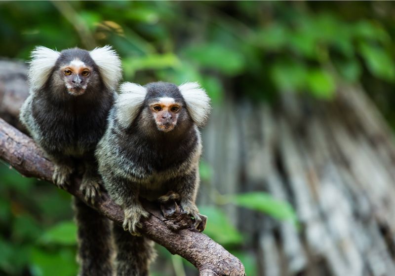 Marmosetlerden Menopoz Sürecine: Primat Dünyasından Bir Bakış