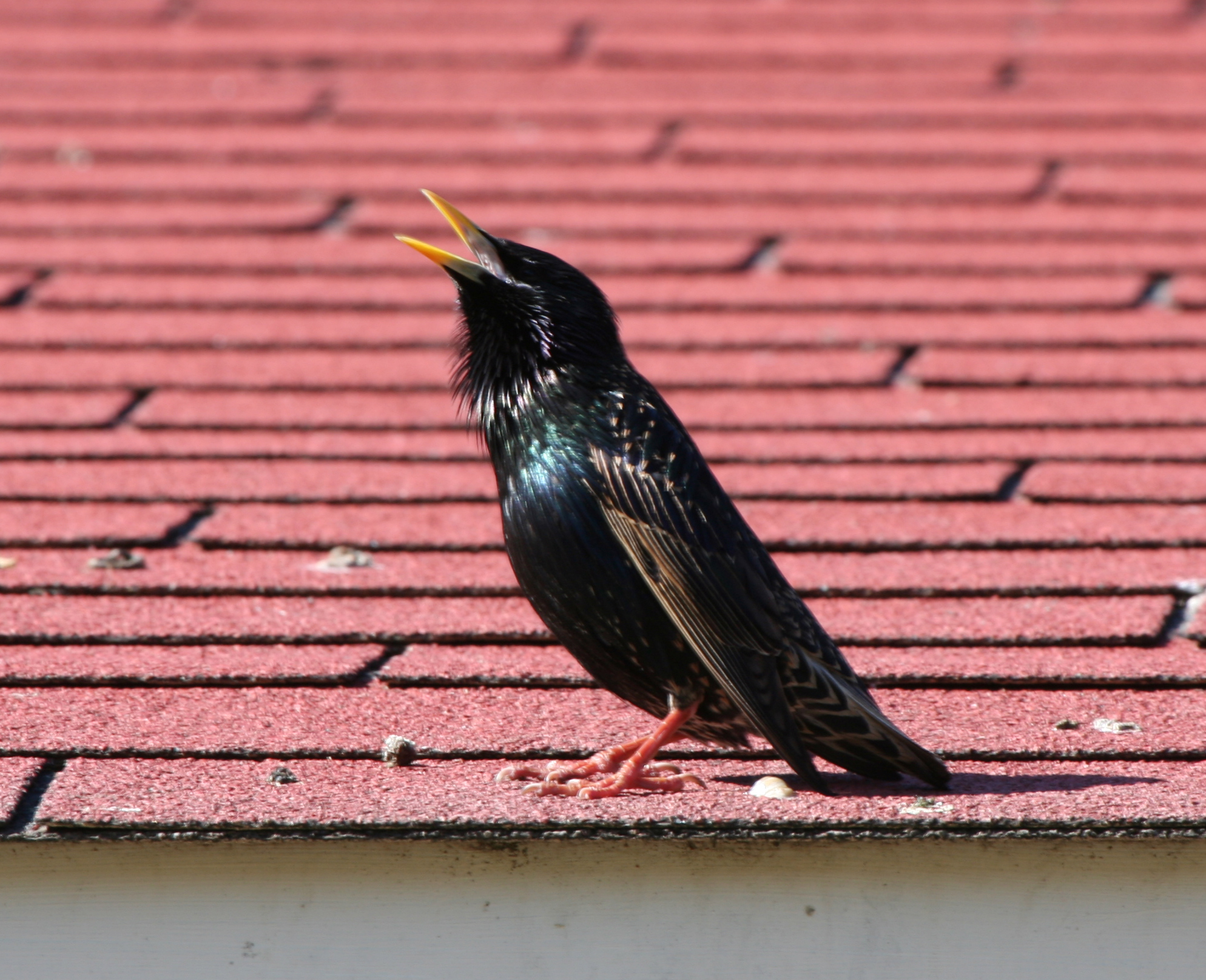 San Francisco, Kaliforniya’da gözlemlenen feral Starling Sturnus vulgaris türünün özgün biyoakustik karakteristiği.