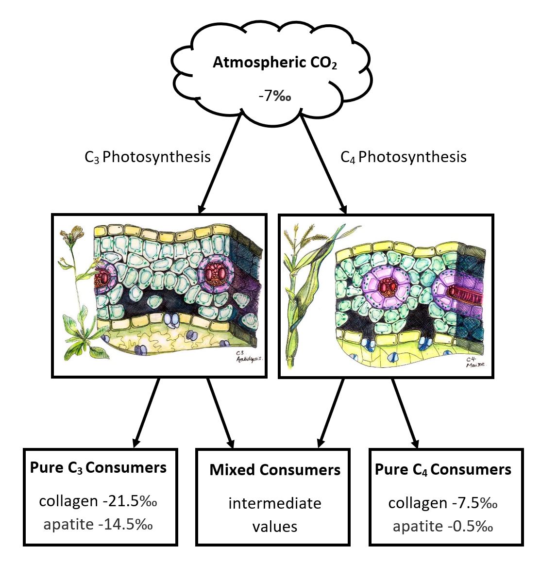 carbon diagram