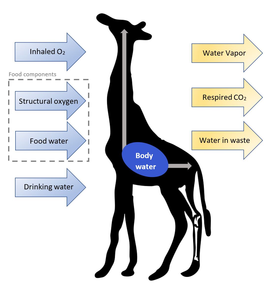 Diagram showing inputs and outputs of oxygen that impact the body water and oxygen isotopic value...