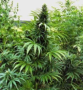Cannabis indica bitkisinin karakterize edilmiş yapısını ve zengin cannabinoid içeriğini yansıtan teknik görsel.