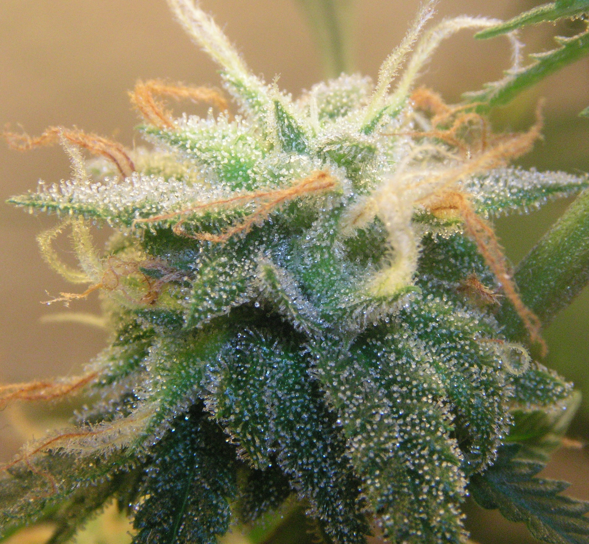 A bud of super silver haze.